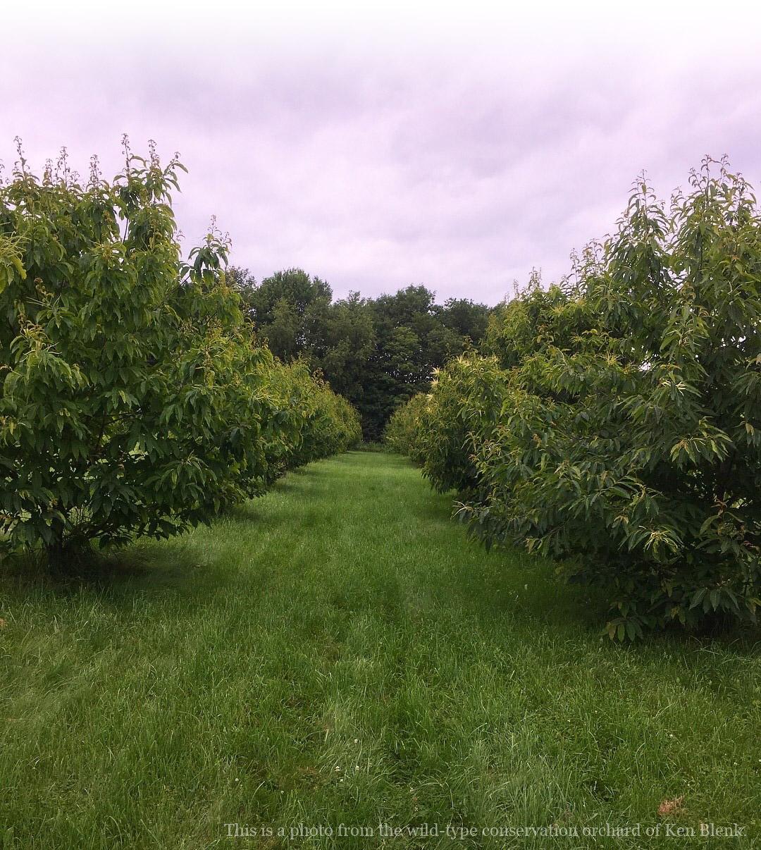 American Chestnut Seedling Bundles