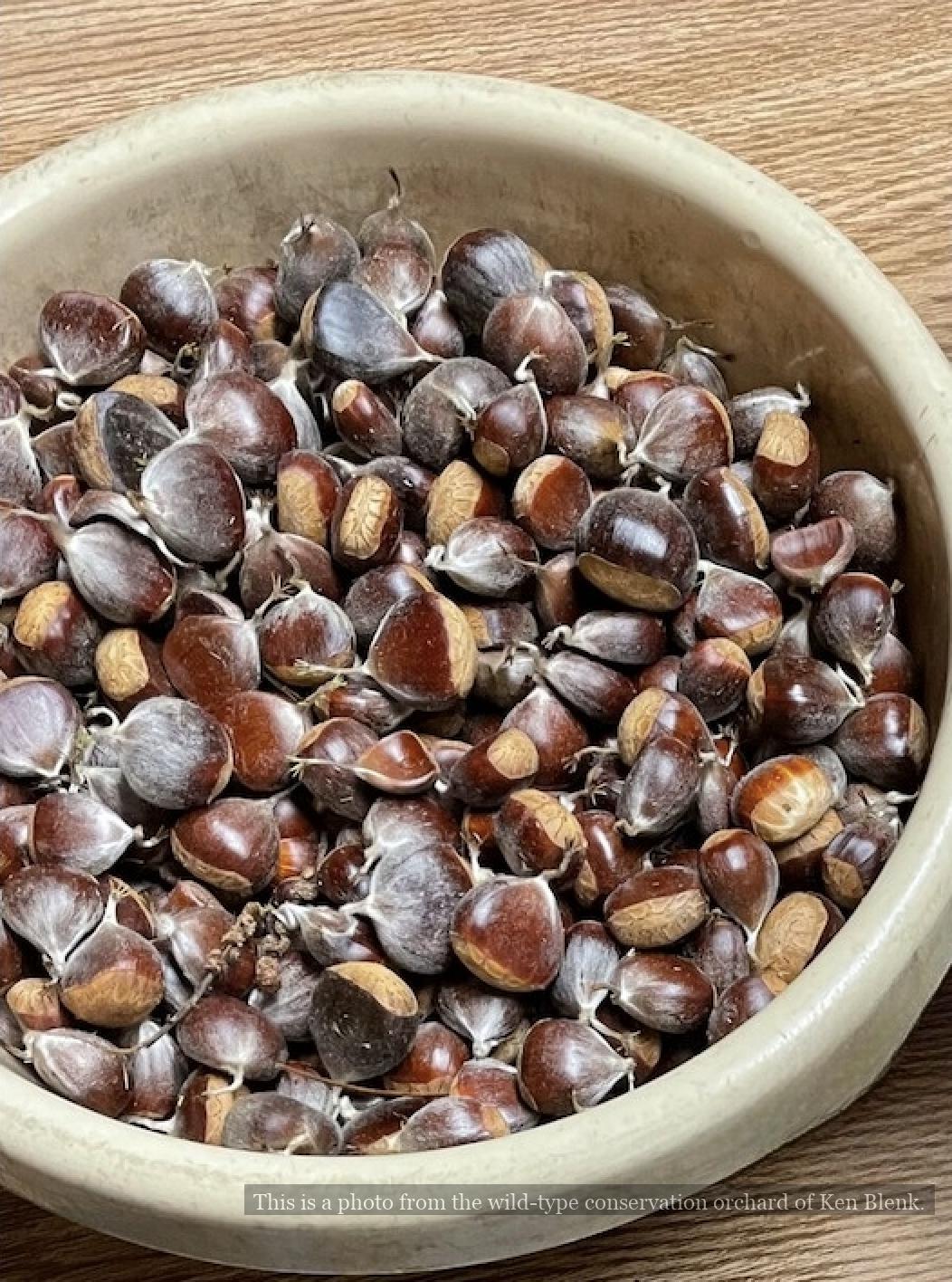 American Chestnut Seed Bundles
