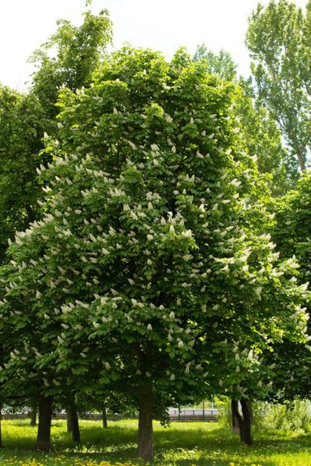 Planting & Care – America's Trees